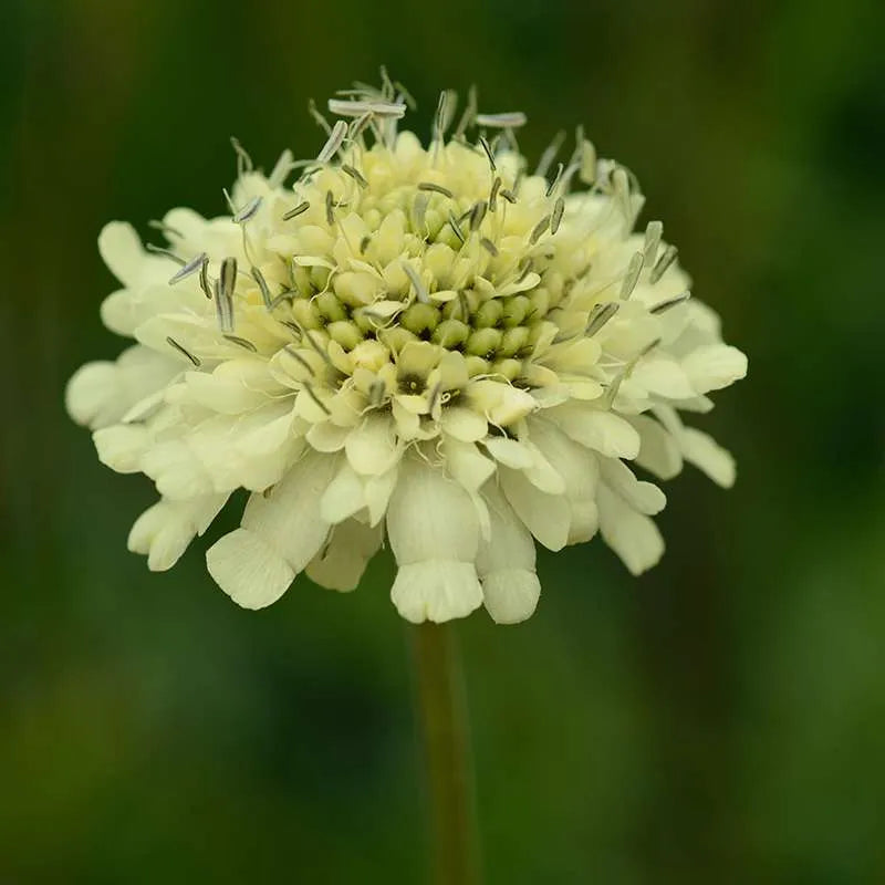 Gigantea Cephalaria flower seeds