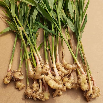Ginger Herb Seeds