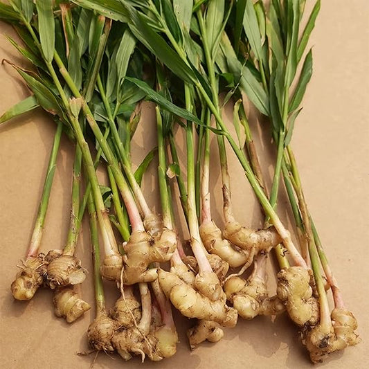 Ginger Herb Seeds