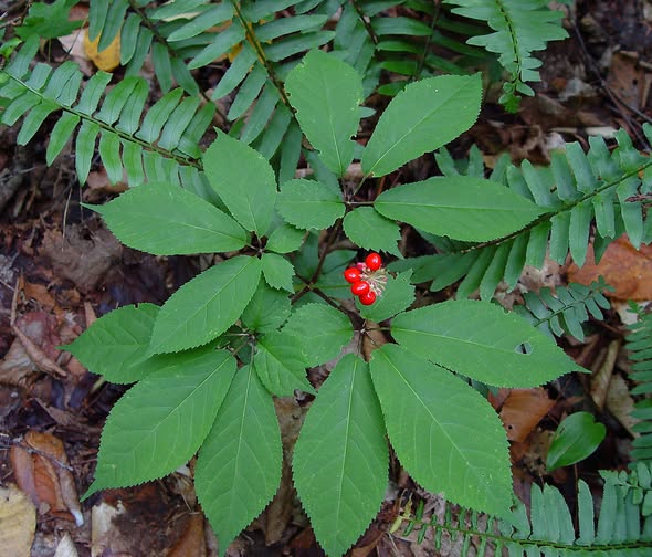 Panax Ginseng Herb Seeds for Planting with mature ginseng foliage