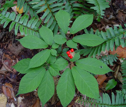 Panax Ginseng Herb Seeds for Planting with mature ginseng foliage