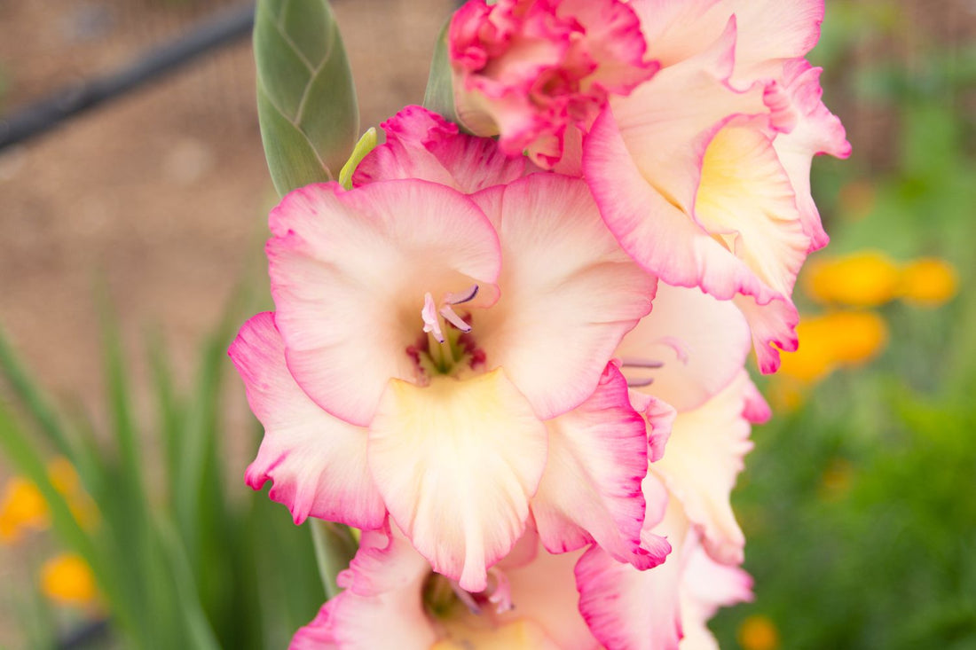 Yellow Pink flower seeds