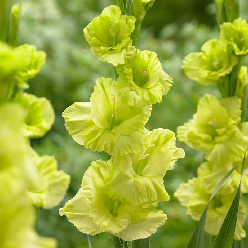 Light Green flower seeds