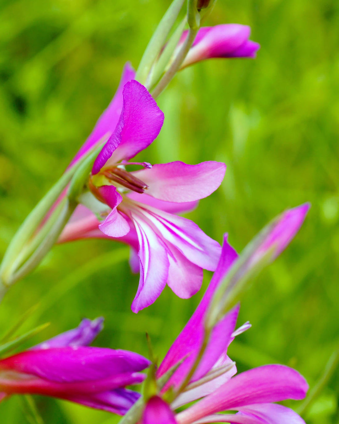 Gladiolus Italicus flower seeds