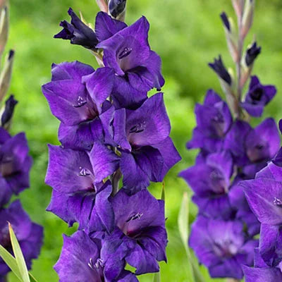 Purple Gladiolus flower seeds