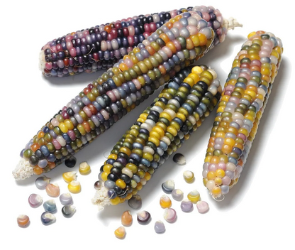Rainbow Corn plant