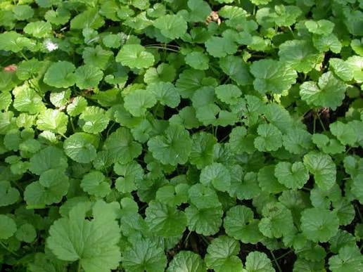 Alehoof (Glechoma hederacea) herb plant with rounded green scalloped leaves, creeping stems, and small blue-violet flowers growing as a ground cover.