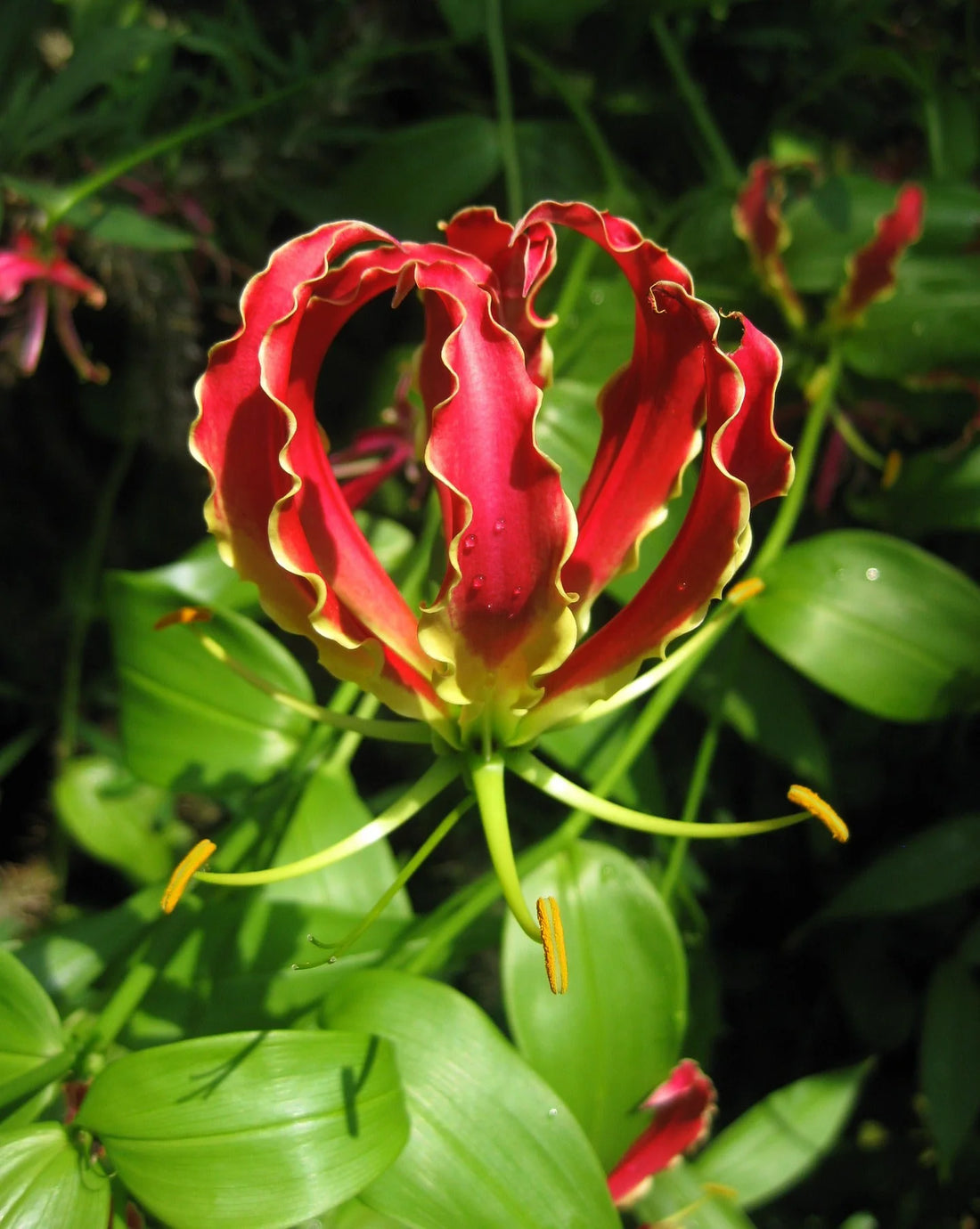 Red Yellow flower seeds