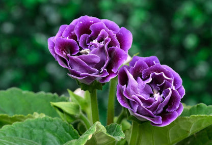 Violet Gloxinia Flower Seeds for Planting – Heirloom Non-GMO Garden Seeds