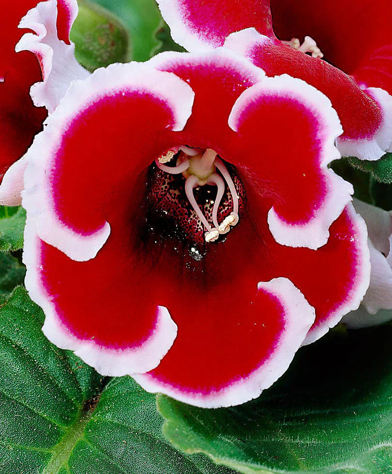 White Red flower seeds