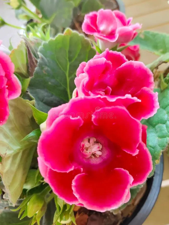 Dark Pink flower seeds