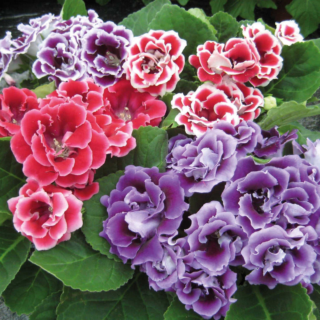 Gloxinia flower seeds