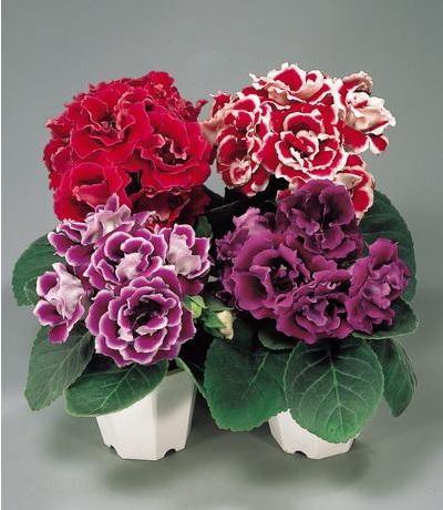 Maroon Gloxinia flower seeds