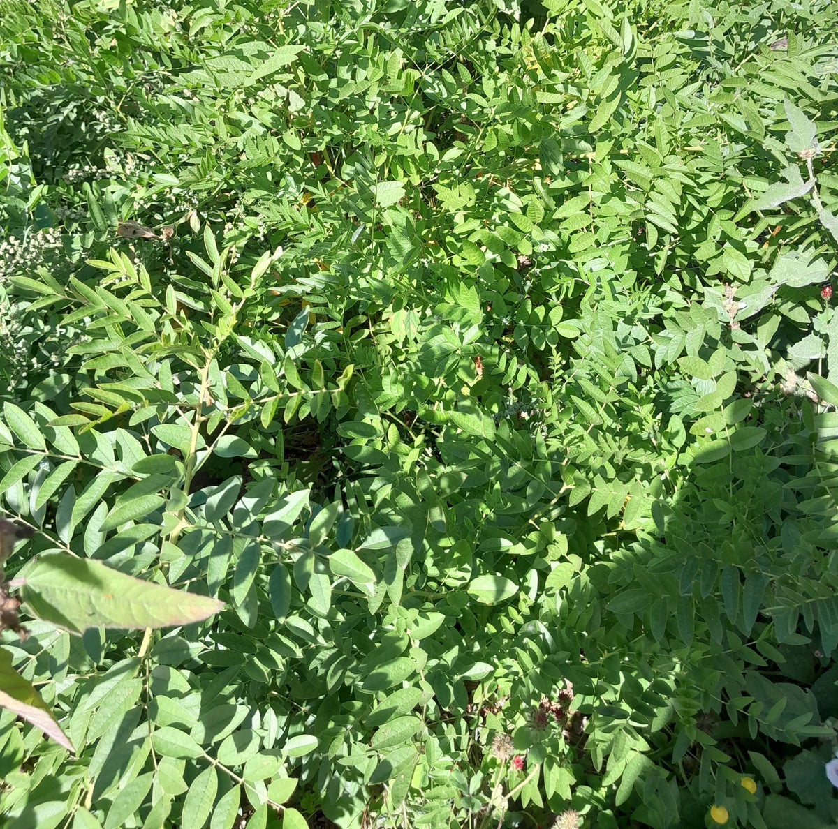 Liquorice herb plant growing in a garden with green foliage
