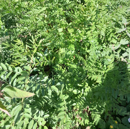 Liquorice herb plant growing in a garden with green foliage