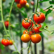 Gobstopper Cherry Tomato Seeds for Planting producing sweet yellow-green cherry tomatoes in clusters for home vegetable gardens