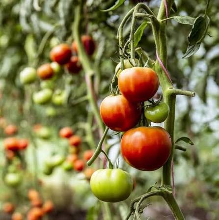 Gobstopper Cherry Tomato Seeds for Planting producing sweet yellow-green cherry tomatoes in clusters for home vegetable gardens