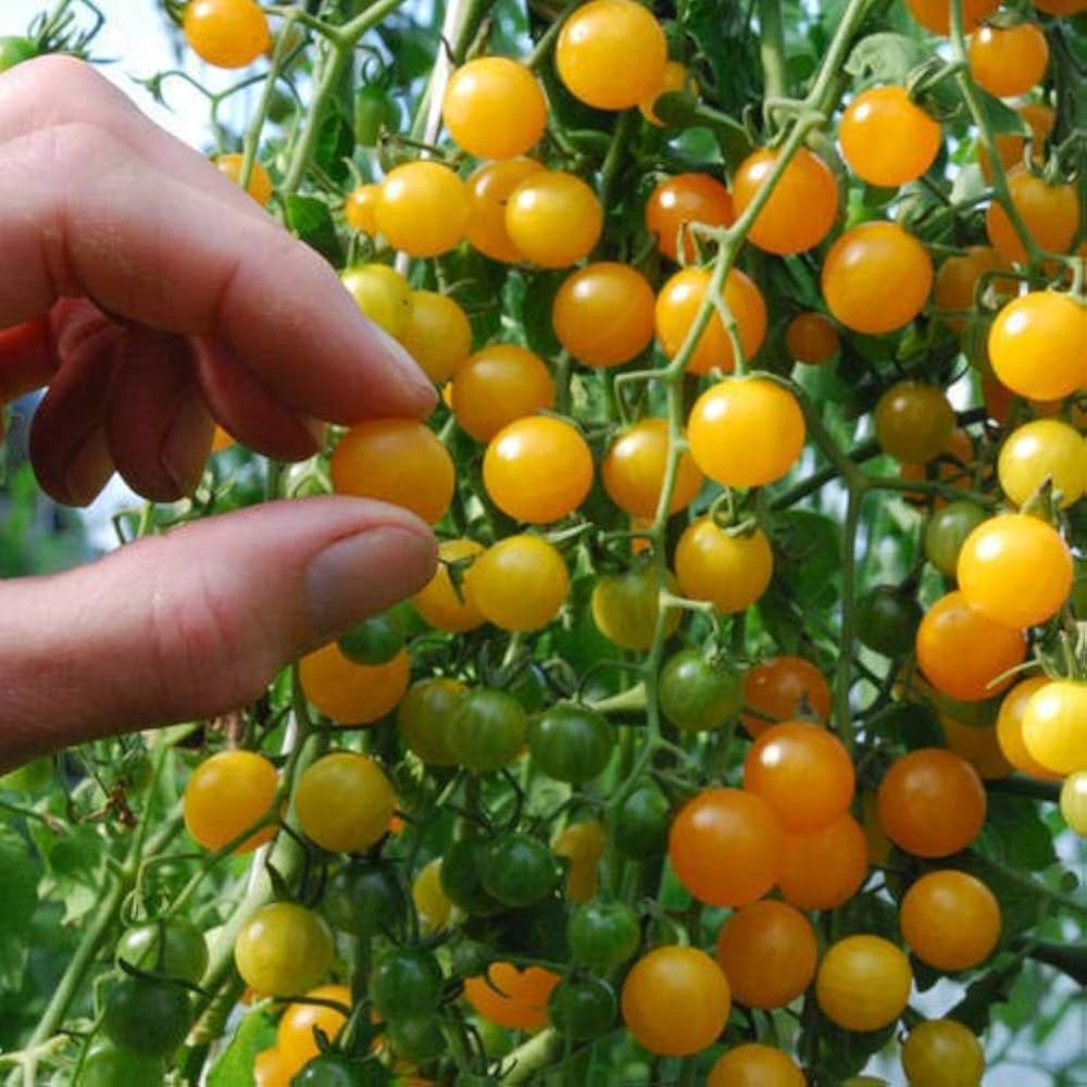 Gold Currant Tomato Seeds