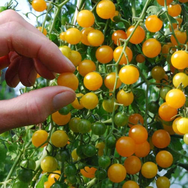 Gold Currant Tomato Seeds