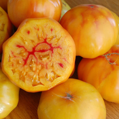 Gold Medal Yellow Tomato Seeds for Planting – Heirloom Non-GMO Garden Seeds
