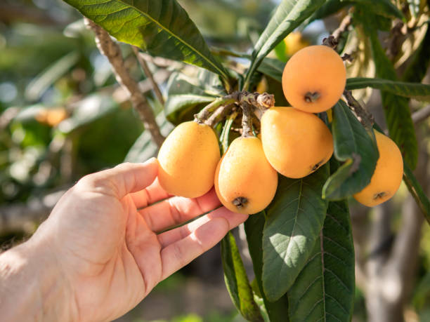 Gold Nugget loquat fruit seeds for planting, featuring the evergreen loquat tree with broad green leaves and clusters of ripe golden-orange fruit.