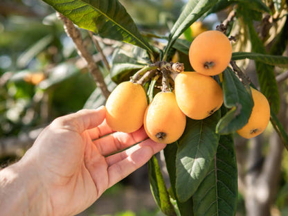 Gold Nugget loquat fruit seeds for planting, featuring the evergreen loquat tree with broad green leaves and clusters of ripe golden-orange fruit.