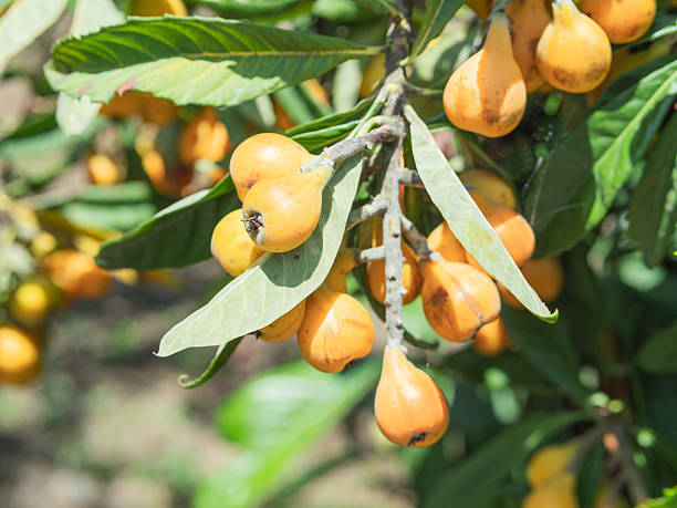 Gold Nugget loquat fruit seeds for planting, featuring the evergreen loquat tree with broad green leaves and clusters of ripe golden-orange fruit.