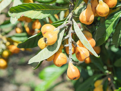 Gold Nugget loquat fruit seeds for planting, featuring the evergreen loquat tree with broad green leaves and clusters of ripe golden-orange fruit.