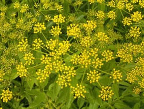 Golden Alexander Flower Seeds for Planting – Heirloom Non-GMO Garden Seeds