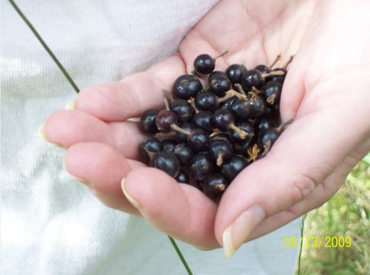 golden currant seeds