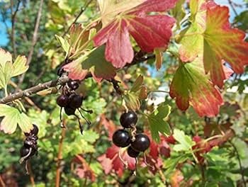Golden Currant Fruit Seeds for Planting – Heirloom Non-GMO Garden Seeds