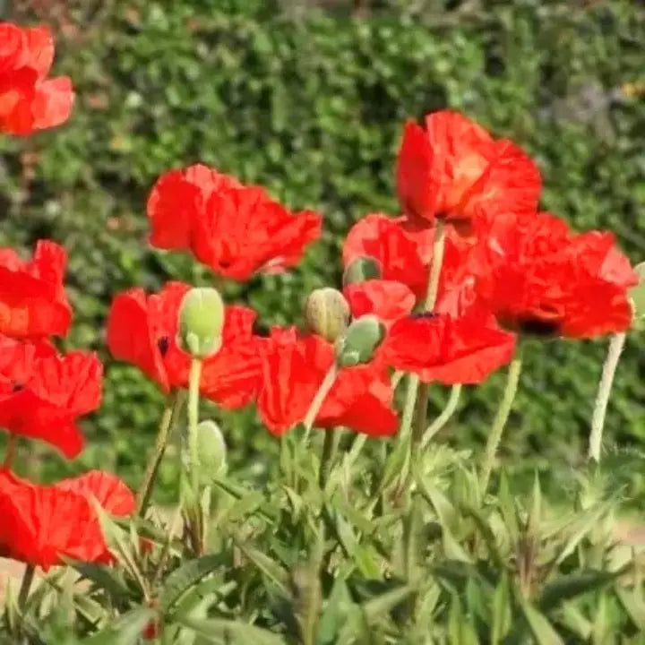 Red Eschscholtzia flower seeds