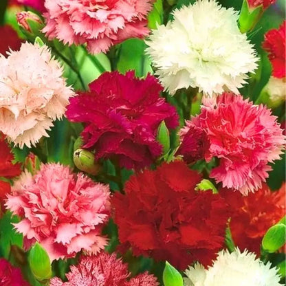 Carnation flower seeds