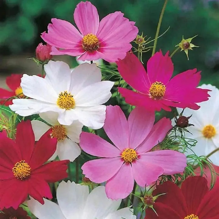 Cosmos flower seeds