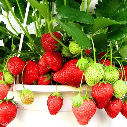 Strawberry Fruit Seeds for Planting – Heirloom Non-GMO Garden Seeds