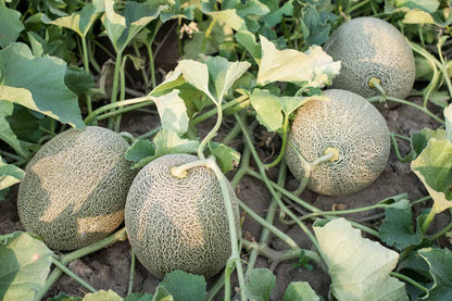 Karamel Melon Seeds for Planting – Golden Sweet Melon Seeds