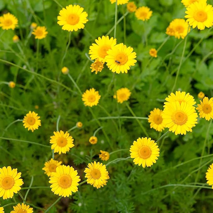 Golden Marguerite Flower Seeds for Planting – Heirloom Non-GMO Garden Seeds