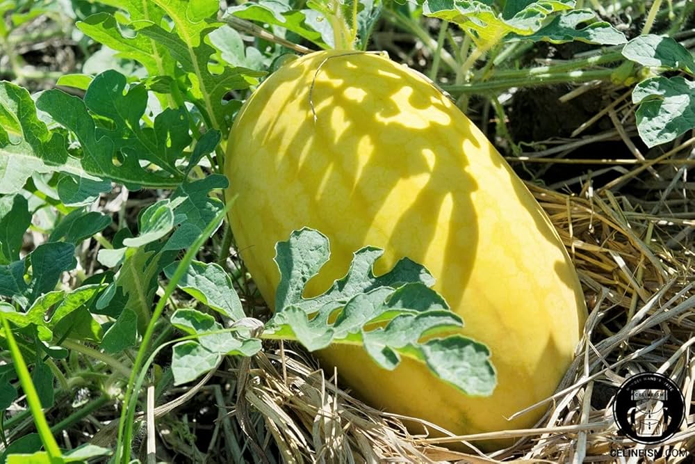 Golden Pioneer watermelon seeds