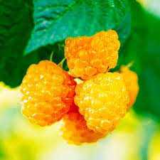 Golden Raspberry fruit seeds for planting Rubus idaeus in home berry