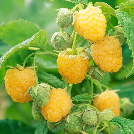 Golden Raspberry fruit seeds for planting Rubus idaeus in home berry