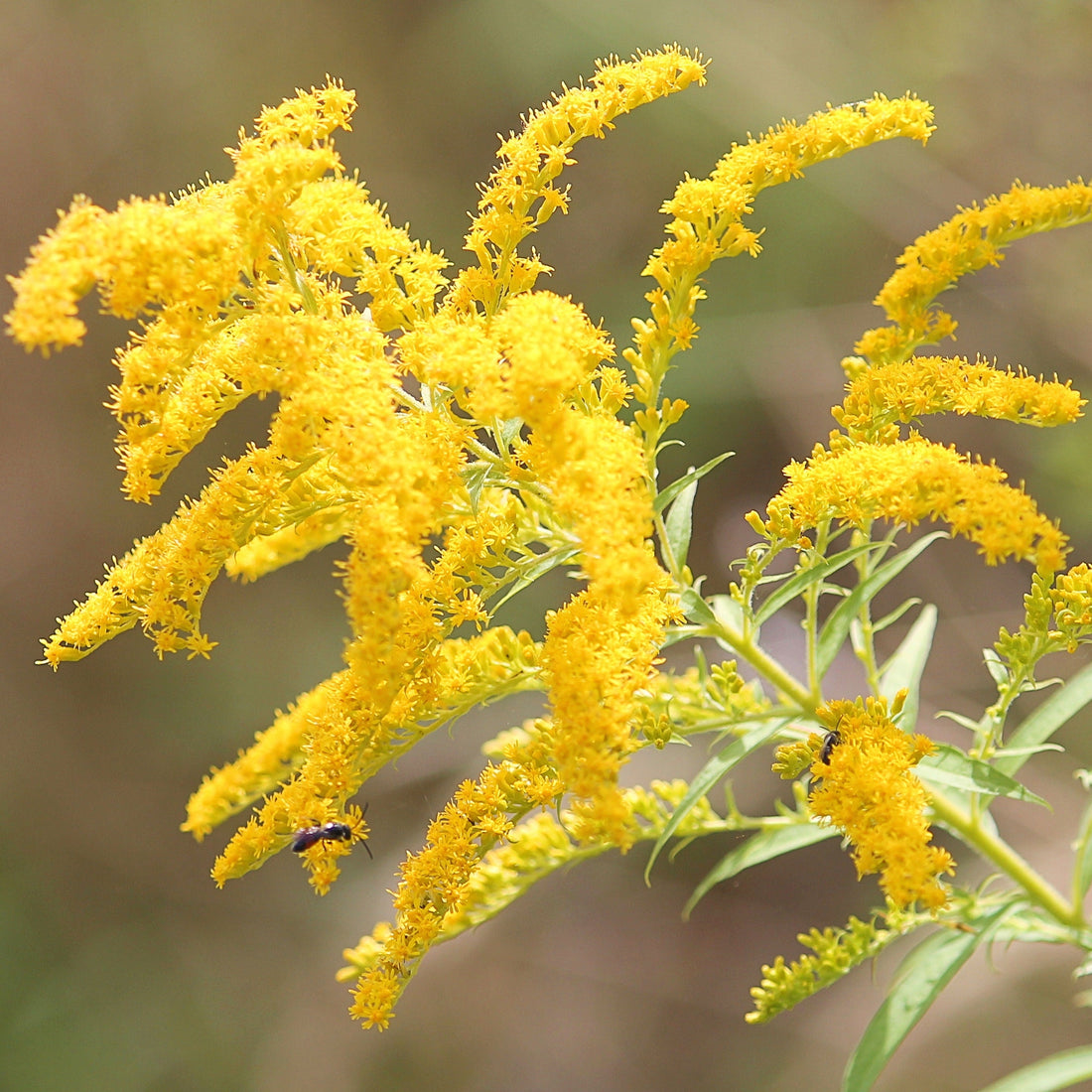 Yellow Astilbe flower seeds