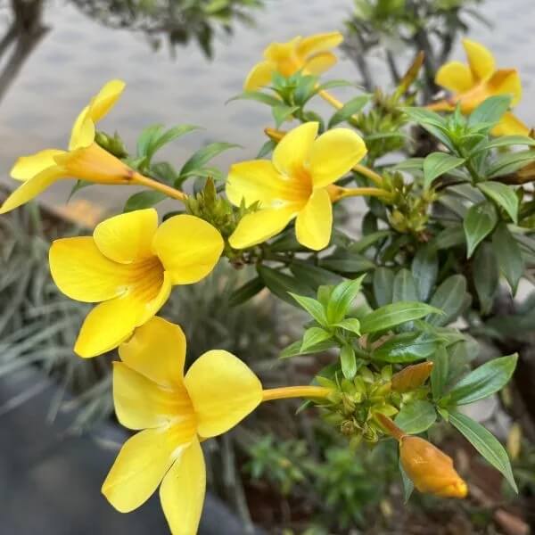 Allamanda cathartica Allamanda plant