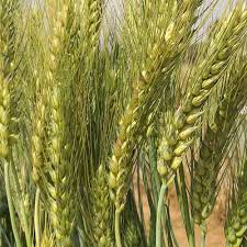 Mature Wheat Plants with Golden Seed Heads