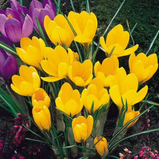 Yellow Crocus flower seeds