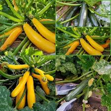 Golden Yellow Zucchini Growing on Bushy Plants