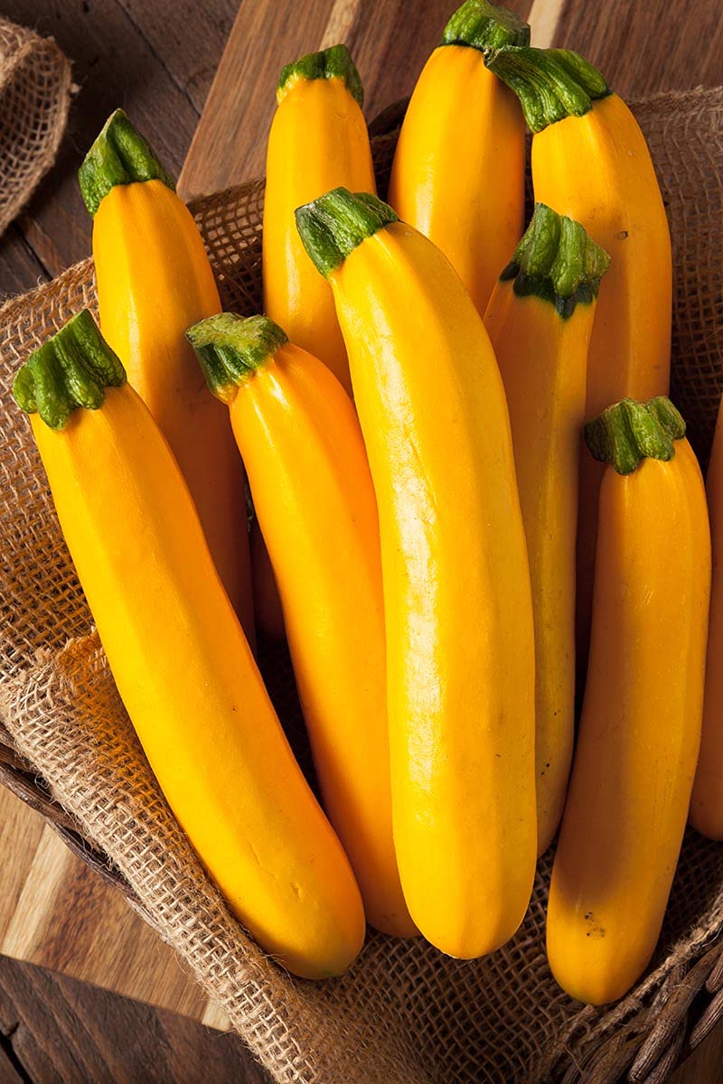 Golden Yellow Zucchini Growing on Bushy Plants