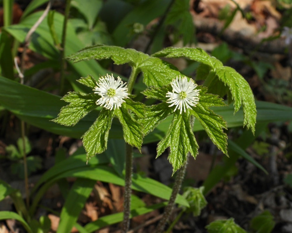 Goldenseal Medicinal Herb Seeds for Planting – Hydrastis canadensis woodland herb
