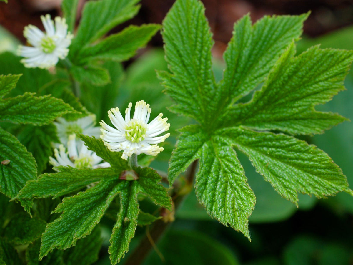 Goldenseal Medicinal Herb Seeds for Planting – Hydrastis canadensis woodland herb