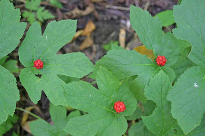 Goldenseal herb plant with lobed green leaves and white spring flowers