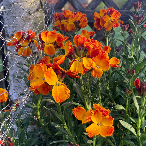 Goldlack flower seeds